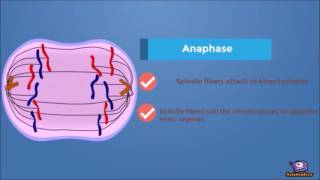 MITOSIS  MADE SUPER EASY  ANIMATION [upl. by Cyrillus]