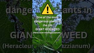 One of the most dangerous plants in the UK Giant hogweed Heracleum mantegazzianum foraginguk [upl. by Tezile]