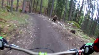 Mountain Biker Narrowly Avoids Getting Mauled by a Bear [upl. by Lorette]