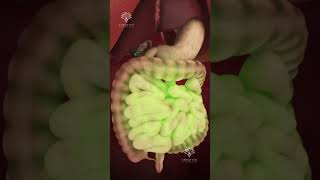 How Pills Are Absorbed in Your Body shorts viralvideo  creativelearning3d [upl. by Namia628]