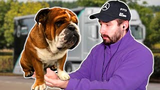 ROSCOE das LEBEN RETTEN Hamiltons Hund [upl. by Poulter]