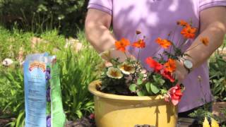 How to Repot Petunias  Grow Guru [upl. by Wichern]