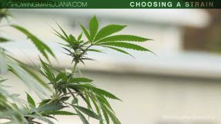 Choosing Your Strain  Beginner Marijuana Growing  Strains  Indica VS Sativa  1 [upl. by Wilkison]