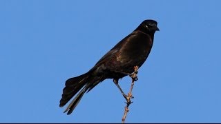 Common Grackle Flock Leader Call [upl. by Carlin]