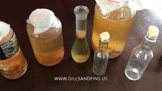 3 Ways of Harvesting Vinegar Eels [upl. by Hana910]