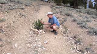 The Methusela Grove of Bristlecone Pines [upl. by Eugenio]