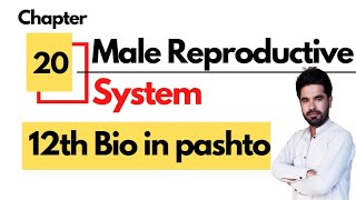 Male Reproductive System  12th Biology chapter 20 in pashto [upl. by Lemart347]