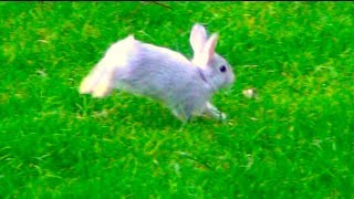 Baby Bunny Rabbit Running Outside in My Backyard [upl. by Yran]