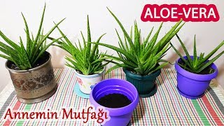 Aloe Vera Bitkisi Nasıl Yetiştirilir ve Çoğaltılır [upl. by Yenar578]