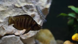 坦干伊喀湖慈鯛混養缸  Lake Tanganyika Cichlid Tank [upl. by Odnuges822]