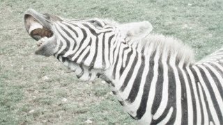 Whipsnade Zoo in 1965 [upl. by Magdau763]