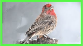 Pinzón Mexicano  Carpodaco Canto Llamado Cantando  House Finch Song  Haemorhous Mexicanus [upl. by Anett702]