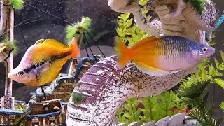 Yellow Rainbowfish Displaying Against Boesemani in 50 Gallon Aquarium [upl. by Lyj]