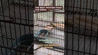 Best Protein food for birds egg bread season 2025lovebirds budgies finches [upl. by Litnahs131]