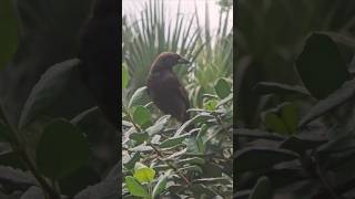 Cowbird in the trellis [upl. by Ielak164]