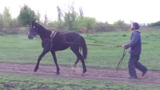 Student foals We continue training young trotters Part 2 [upl. by Whalen563]