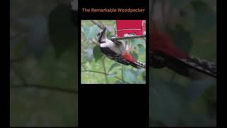 The Remarkable Woodpecker [upl. by Ariew]