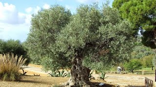 Secular olive tree Valley of the Temples Agrigento Sicily Italy Europe [upl. by Novi810]