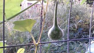 Growing gourds on a trellis update [upl. by Rubie929]