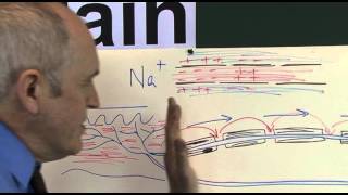 Pain 2 Pathways peripheral spinal cord and brain [upl. by Trebornhoj248]