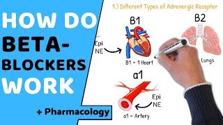 How do Beta Blockers Work  Pharmacology [upl. by Urban]