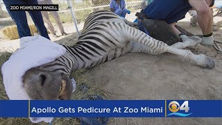 Apollo The Zebra Gets A Pedicure At Zoo Miami [upl. by Nageem]