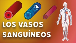 Los vasos sanguíneos videolección 3º eso [upl. by Hadik]