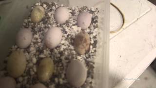 Bearded Dragon Eggs Collapsing [upl. by Sucam]