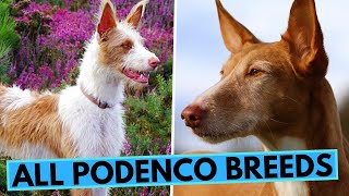 All About Podenco Dogs  List of All Podenco Breeds  Podengo  Warren Hound [upl. by Reprah]