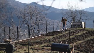 5 INIZIAMO I LAVORI NELLORTO IN MONTAGNA  PRIMI TRAPIANTI  AVVISTIAMO UN BRANCO DI LUPI [upl. by Monique]