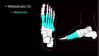 Osteo of Ankle and Foot [upl. by Ebert]