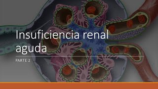 Fisiopatologia renal parte 2 Insuficiencia Renal Aguda [upl. by Joanne355]