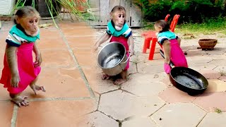 Funny and Best activities of cutie baby today  cute icy shorts monkeys viral bae3 usa [upl. by Bentlee94]