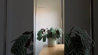 Timelapse of plants moving during the day Prayer plant ctenanthe plantsthatmove planttimelapse [upl. by Holna]