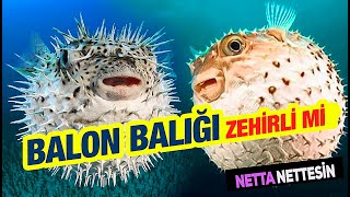 Balon Balığı Diğer Adı ile Kirpi Balığı Nasıl Hayvandır Özellikleri Nelerdir Yenir mi Zehirli mi [upl. by Sana]