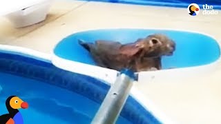 Drowning Animals Rescued From Swimming Pools Compilation  The Dodo [upl. by Strain]