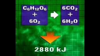 GCSE Science Revision  Aerobic Respiration [upl. by Eneluj]