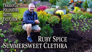 All About Ruby Spice Clethra  Awesome Four Season Plant  Summersweet [upl. by Hiltner]