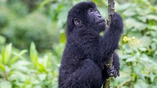 Baby Gorilla playing nearly falls out tree [upl. by Yesnyl57]