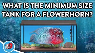 What is the Minimum Tank Size for a Flowerhorn Fish [upl. by Torruella]