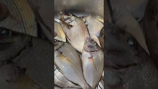 22 Keeper porgy fish fishing pescaria porgyfishing [upl. by Trauner]