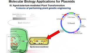 Isolation of Plasmid DNA [upl. by Niai]