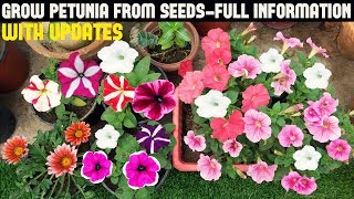 How To Grow Petunia From Seeds With Full Updates [upl. by Pelpel]