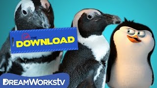 Teen Penguins React to Penguins of Madagascar  THE DREAMWORKS DOWNLOAD [upl. by Mcafee]