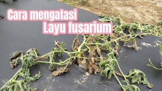 Cara mengatasi layu fusarium [upl. by Anolla]