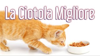 Come scegliere la ciotola migliore per il Gatto  Consulente Felino SOS GATTO [upl. by Erida232]