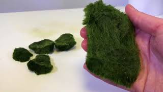 How To Use Cladophora Marimo Moss Balls in an Iwagumi Aquascape [upl. by Nade560]