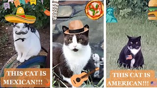 TIK TOK COMPILATION  ALL MY VIDEOS of calling cats and people in different languages shorts [upl. by Lorianna912]