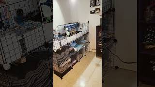 reorganizing pets guinea guineapig cute guineapigcage animals guineapiggy rodent pigs pet [upl. by Dralliw]