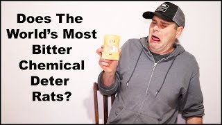 Does The World Most BITTER Chemical Deter Rats Mousetrap Monday [upl. by Fabio]